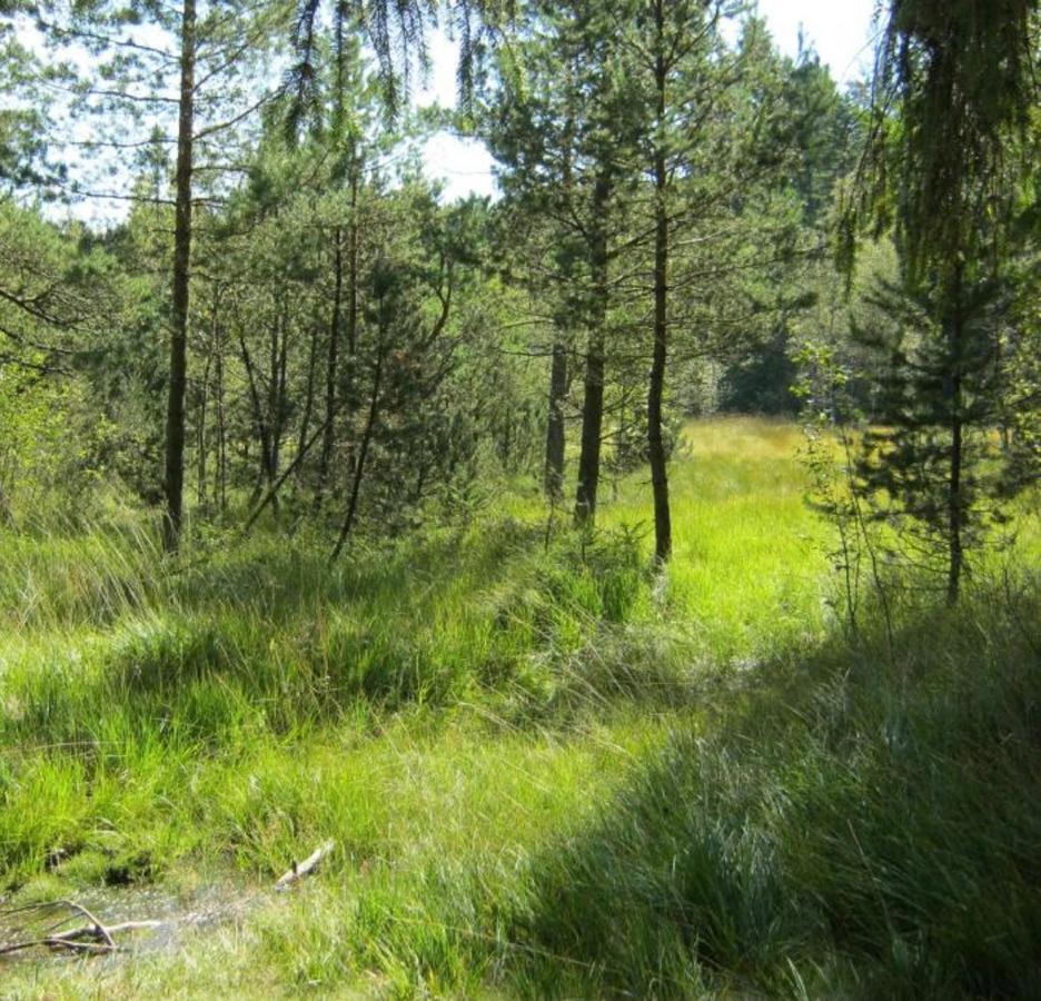 Haus Beate, Fewo Im Bienenparadies Kirchberg  エクステリア 写真
